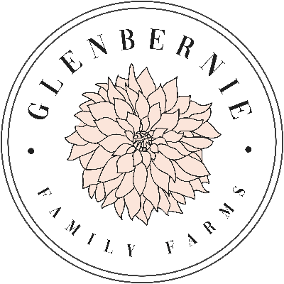 Sunflower farm Sydney Glenbernie family farms logo Sunflower picking farm in sydney